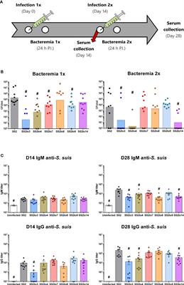 Streptococcus suis surface-antigen recognition by antibodies and bacterial elimination is influenced by capsular polysaccharide structure